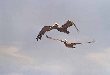San Francisco Fishermans Wharf 01.jpg