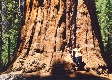 Sequoia 01.jpg