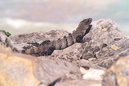 Leguan03.jpg