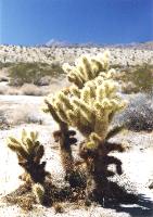 Balanced Rock at Arches National Park 