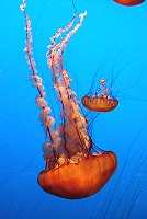 Balanced Rock at Arches National Park 